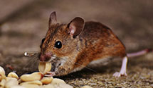 24 Hour & Emergency Exterminators in Saint Louisville, OH